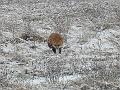 Christmas Fox